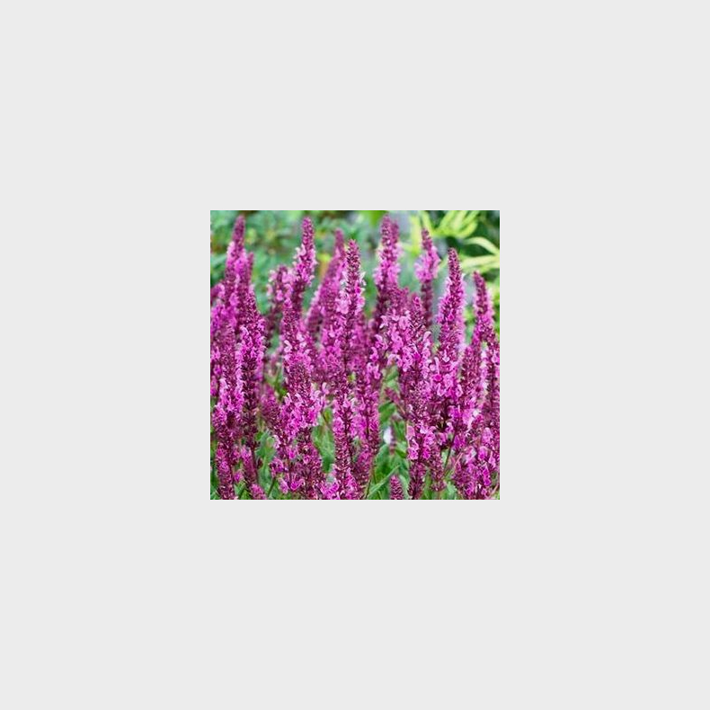 Salvia nemorosa Pink Beauty - Smblomstret salvie