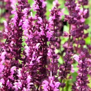 Salvia nemorosa Rosak�nigin - Staudesalvie