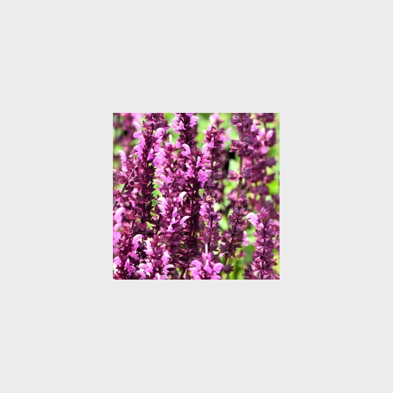 Salvia nemorosa Rosak�nigin - Staudesalvie