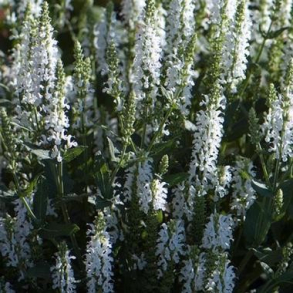 Salvia nemorosa Sensation White - Staudesalvie