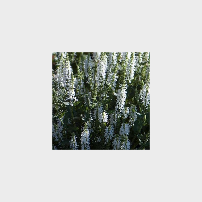 Salvia nemorosa Sensation White - Staudesalvie