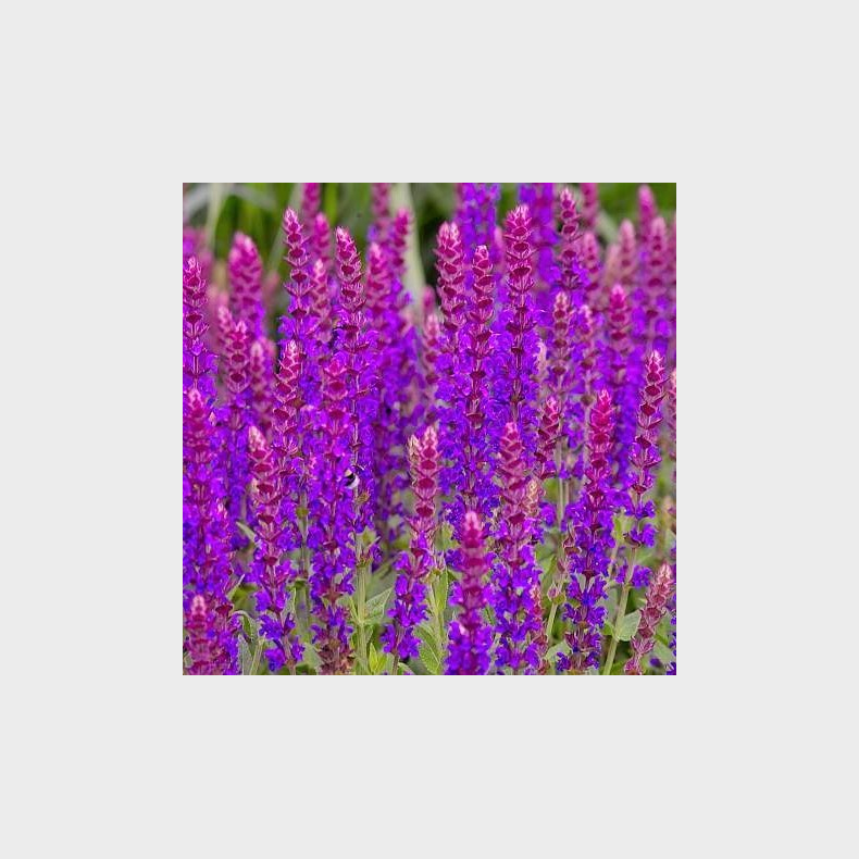 Salvia nemorosa Violettknigin - Staudesalvie