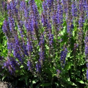 Salvia nemorosa R�gen -  Staudesalvie