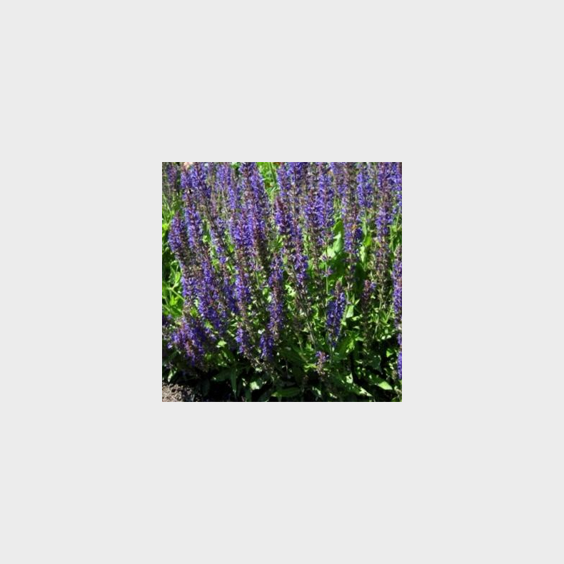 Salvia nemorosa R�gen -  Staudesalvie
