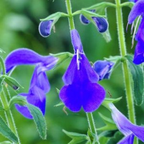 Salvia patens