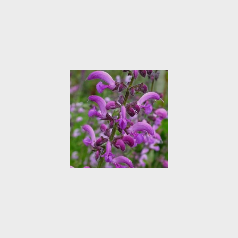 Salvia pratensis Sweet Esmeralda - Eng-salvie