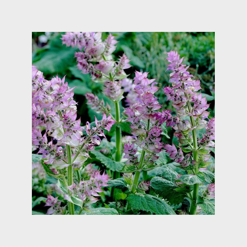 Salvia sclarea - Muskat salvie