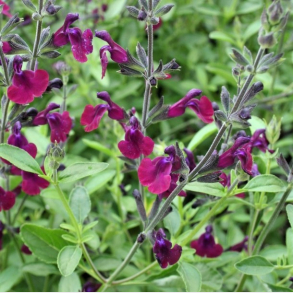 Salvia x jamensis Nachtvlinder -  Solb�rsalvie