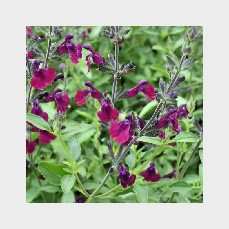 Salvia x jamensis Nachtvlinder -  Solb�rsalvie