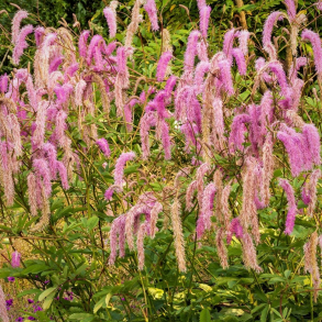 Sanguisorba hakusanensis  Lilac Squirrel - Kv�surt