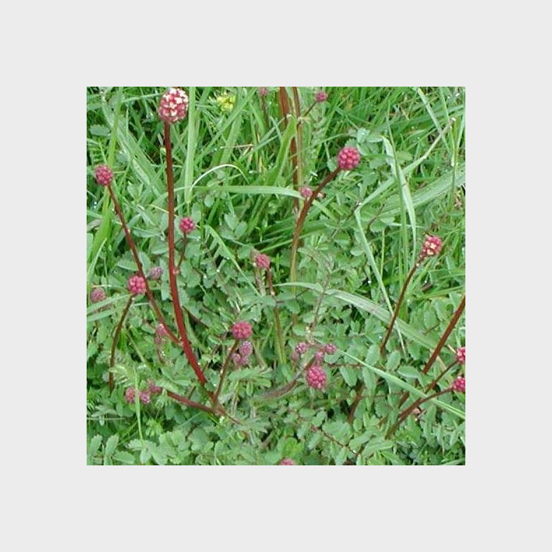 Sanguisorba minor ssp. minor - Blodstillende Bibernelle