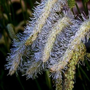 Sanguisorba obtusa Alba - Rosen Kvsurt 2L