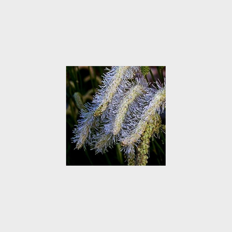 Sanguisorba obtusa Alba - Rosen Kvsurt 2L