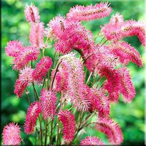Sanguisorba obtusa - Rosen Kvsurt 2L potte