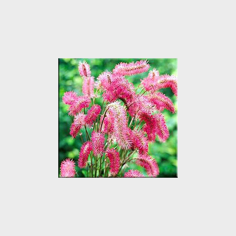 Sanguisorba obtusa - Rosen Kvsurt 1L