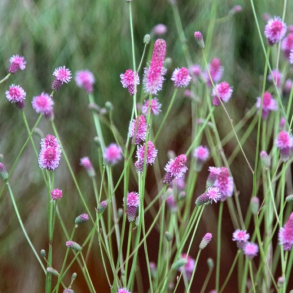 Sanguisorba officinalis Pink Tanna - Kv�surt
