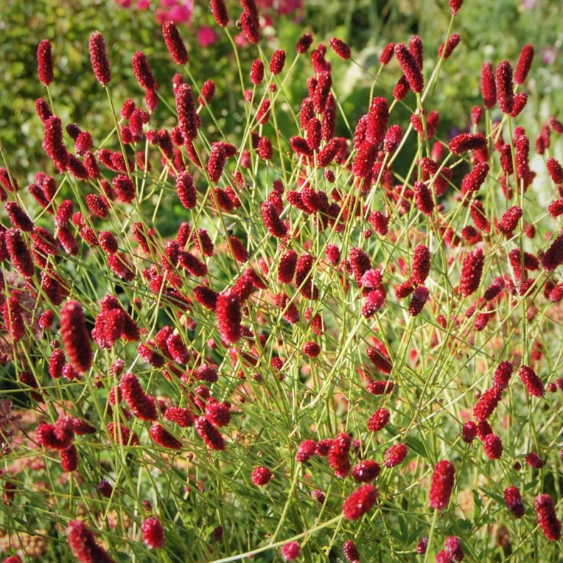 Sanguisorba officinalis Red Thunder - Kvsurt