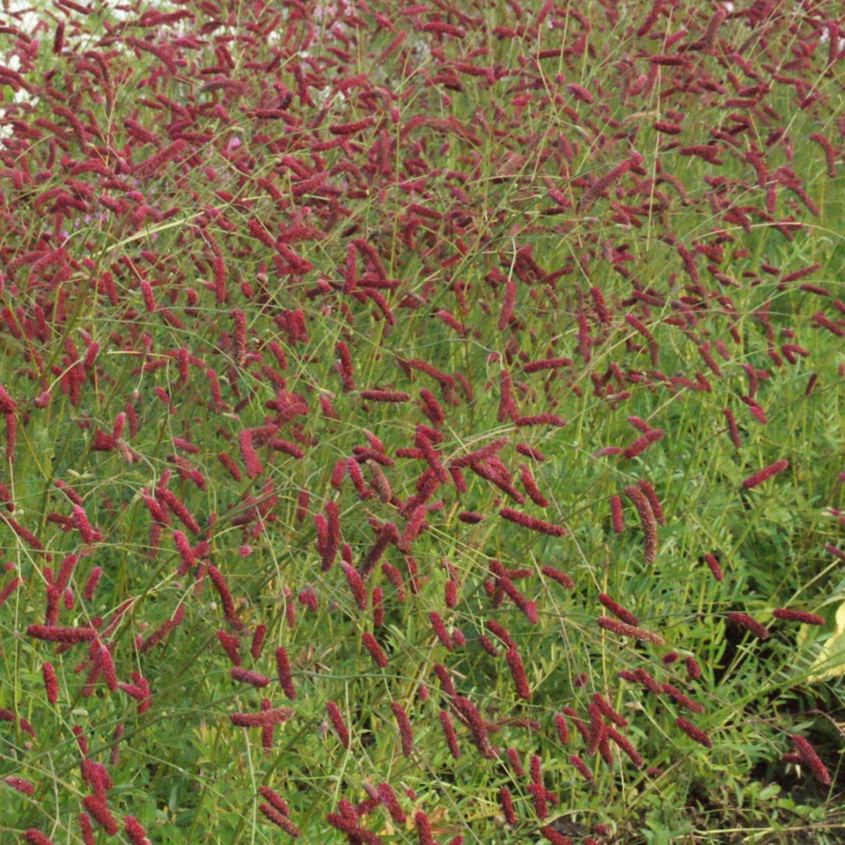 Lægekvæsurt | Sanguisorba officinalis Scapino | Staudemarken