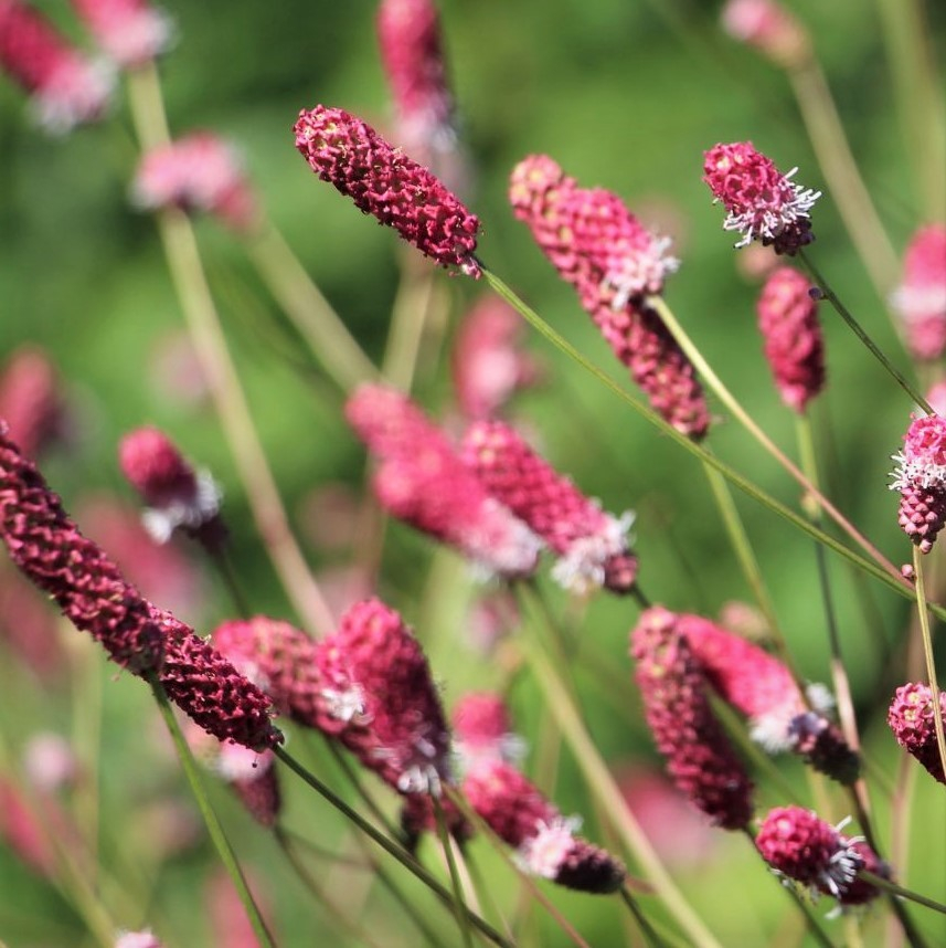 Kvæsurt Sanguisorba officinalis Tanna stauder online