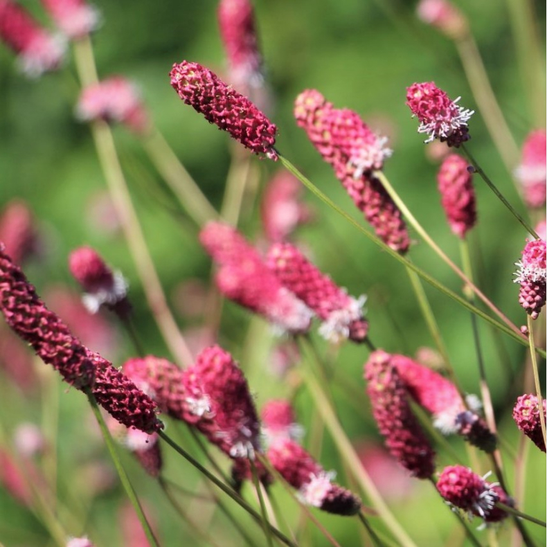 Sanguisorba officinalis Tanna - Kvsurt
