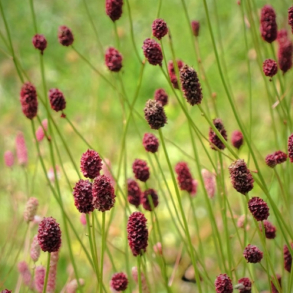Sanguisorba officinalis - L�gekv�surt