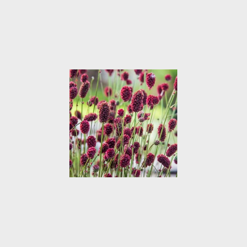 Sanguisorba Proud Mary - Kvsurt 1L