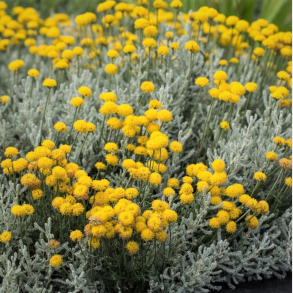Santolina chamaecyparissus - Almindelig Cypresurt 1L