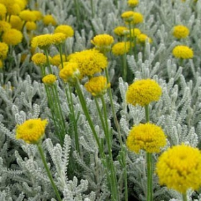 Santolina chamaecyparissus Lambrook Silver - Cypresurt 