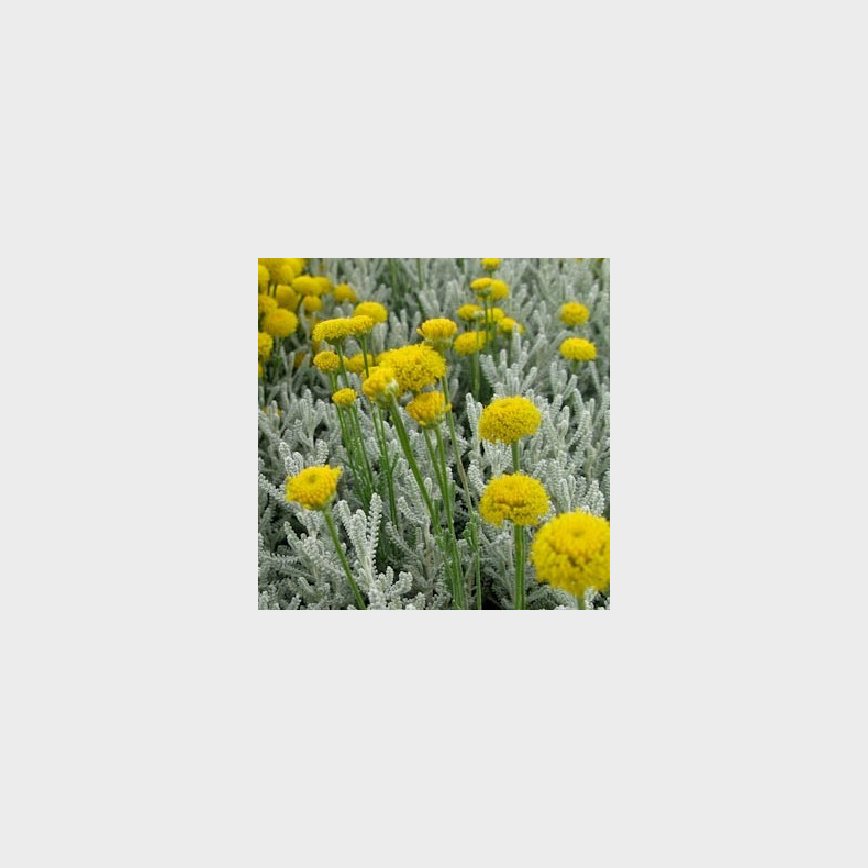 Santolina chamaecyparissus Lambrook Silver - Cypresurt 