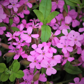 Saponaria ocymoides - Pude S�beurt 