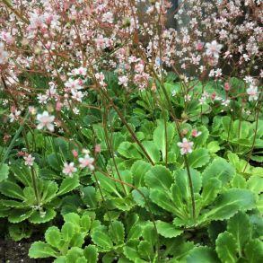Saxifraga urbium - Porcelnsblomst