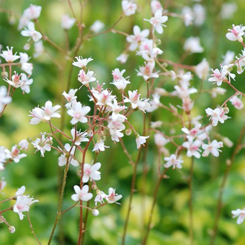 Saxifraga urbium Variegata - Porcel�nsblomst