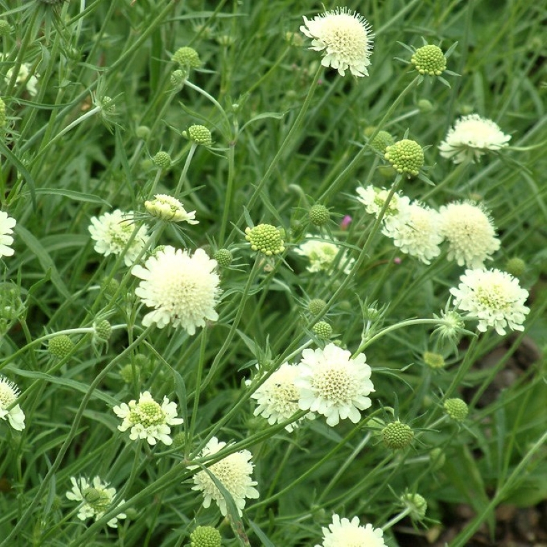 Scabiosa ochroleuca - Gul skabiose