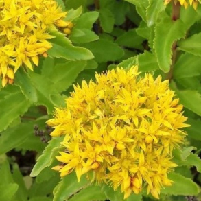 Sedum aizoon - Gul Sankthansurt
