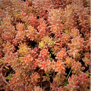 Sedum album Coral Carpet - Stenurt
