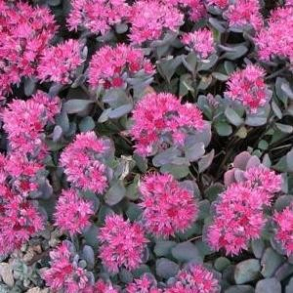 Sedum cauticola  Lidakense - Japansk stenurt 