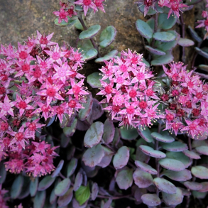 Sedum hybrida Bertram Anderson - Stenurt 