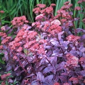 Sedum hybrida Purple Emperor - Stenurt