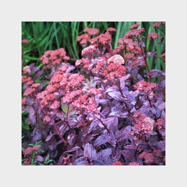 Sedum hybrida Purple Emperor - Stenurt