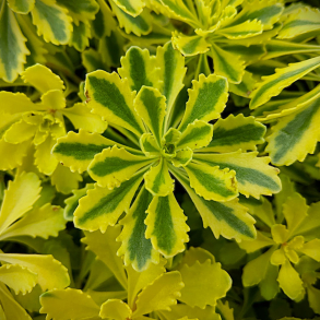 Sedum kamtschaticum The Edge -  Stenurt