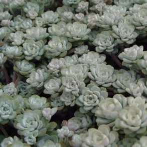 Sedum spathulifolium Cape Blanco - Sankthansurt