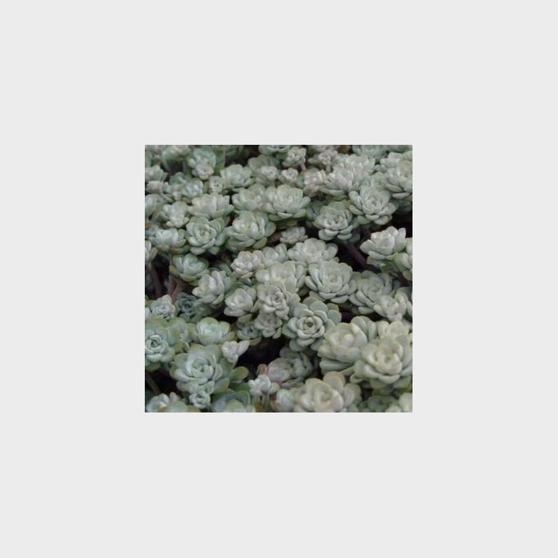 Sedum spathulifolium Cape Blanco - Sankthansurt