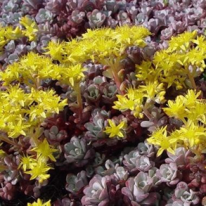 Sedum spathulifolium Purpureum - Stenurt  