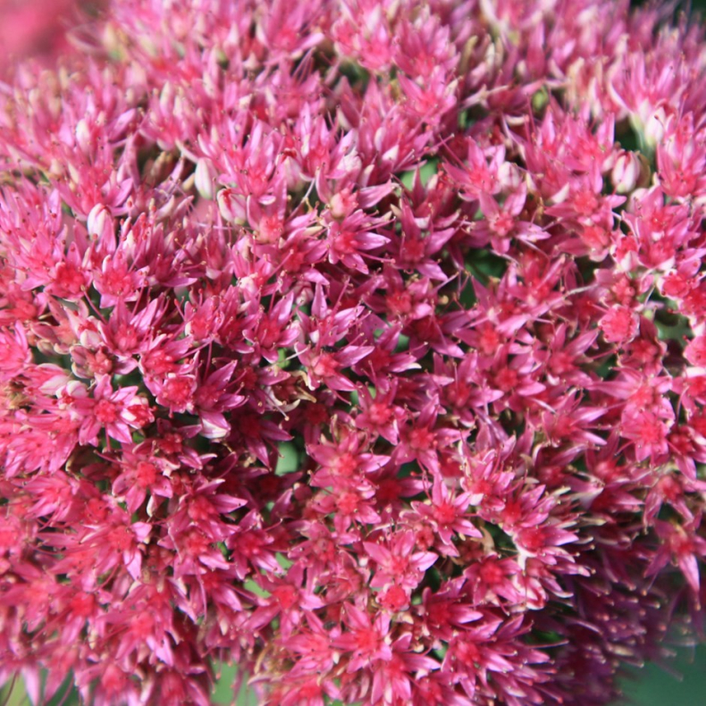 Sedum spectabile Brillant - Kinesisk Sankthansurt 
