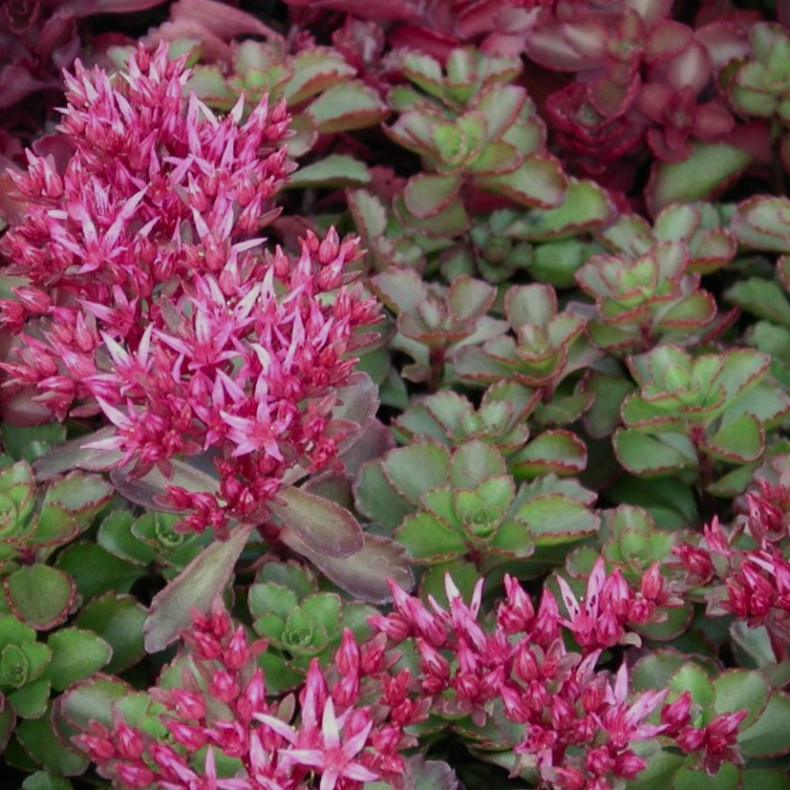 Sedum spurium Fuldaglut - Stenurt