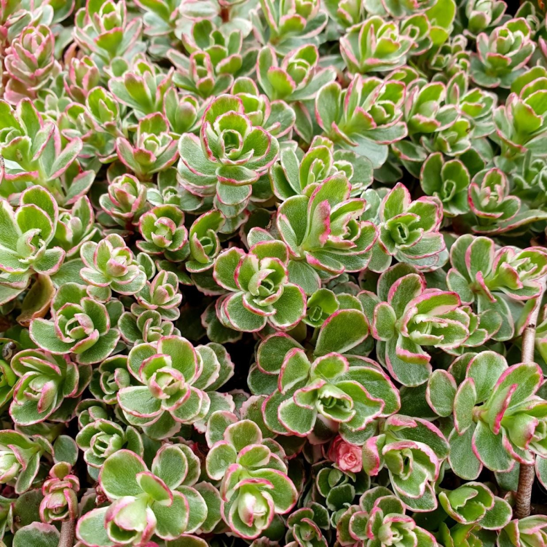 Sedum spurium Variegatum - Stenurt