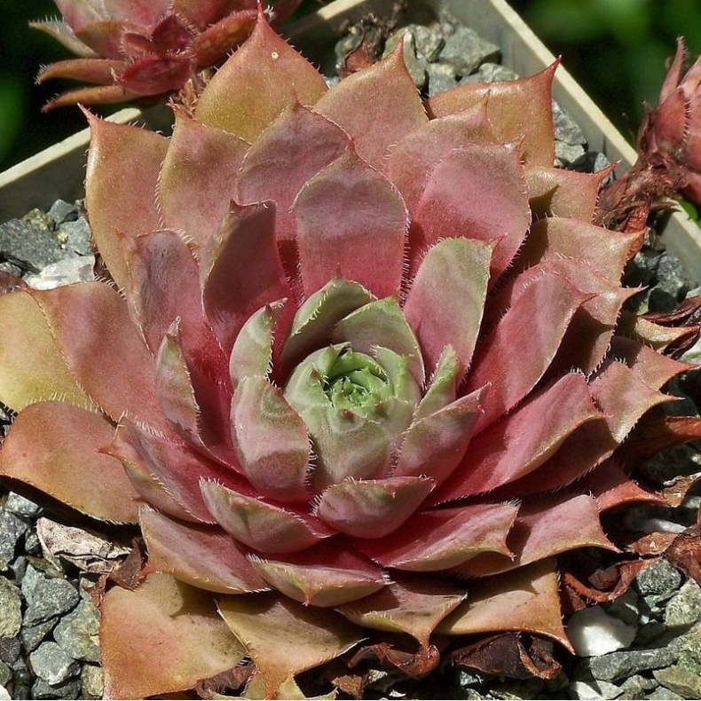 Sempervivum Rotkopf - Huslg