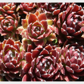 Sempervivum Silberkarneol - Huslg