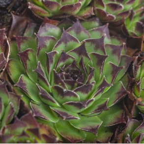Sempervivum tectorum Noir - Huslg