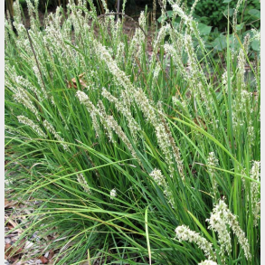 Sesleria autumnalis - Efter�rs Bl�aks
